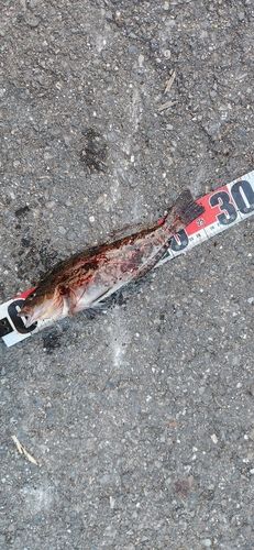 アイナメの釣果