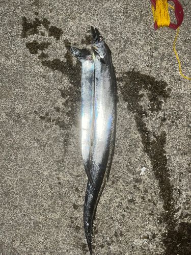 タチウオの釣果