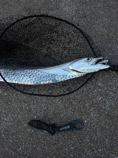 タチウオの釣果