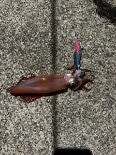 ケンサキイカの釣果