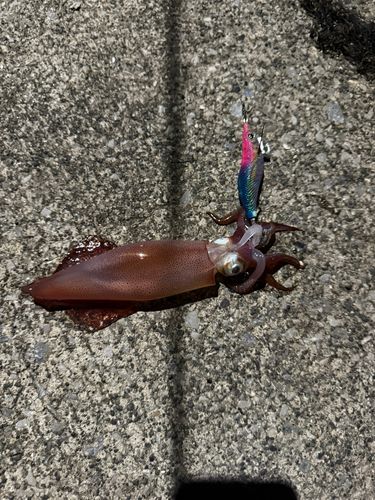 ケンサキイカの釣果