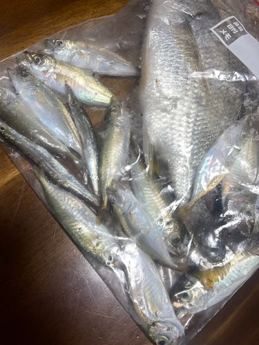 アジの釣果
