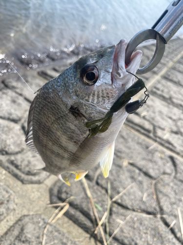 キビレの釣果