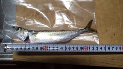 サバの釣果