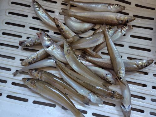 キスの釣果