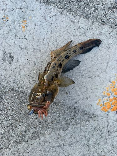 ウロハゼの釣果