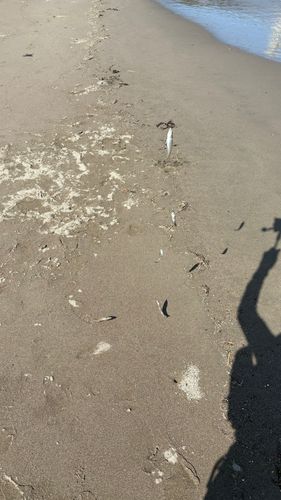 キスの釣果