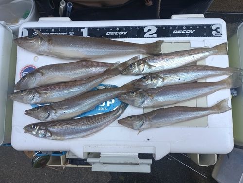 シロギスの釣果
