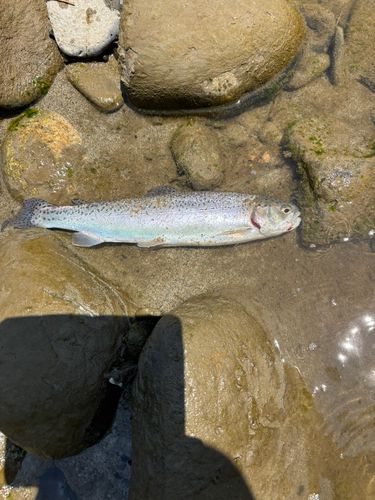 トラウトの釣果