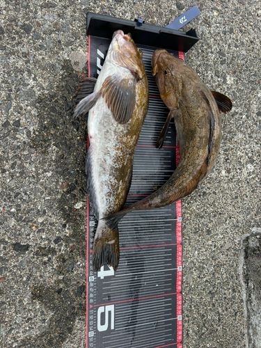 アイナメの釣果