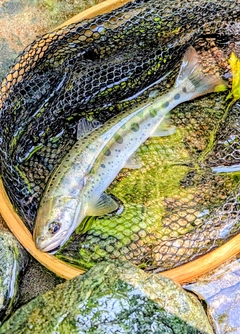 ヤマメの釣果