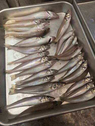 シロギスの釣果