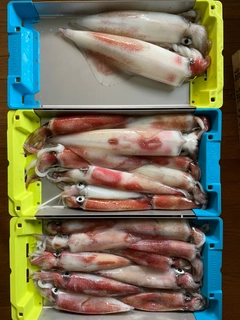 マイカの釣果
