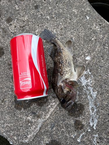 ガヤの釣果