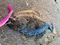 ソゲの釣果