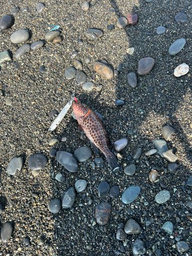 オオモンハタの釣果