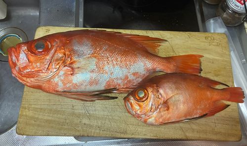 チカメキントキの釣果