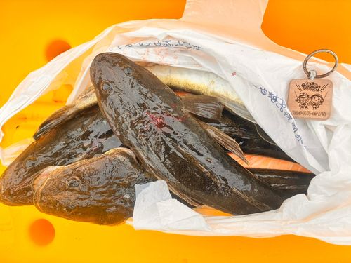 マゴチの釣果