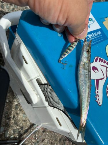 カマスの釣果