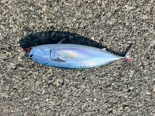 ソウダガツオの釣果
