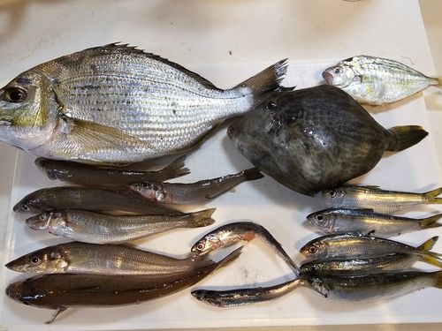 キスの釣果