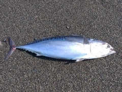 マルソウダの釣果