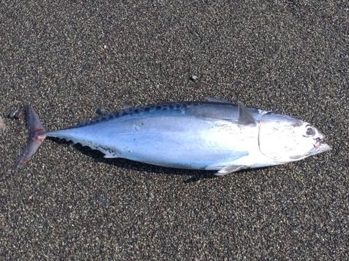 マルソウダの釣果