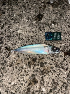 サバの釣果