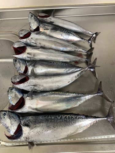 ソウダガツオの釣果