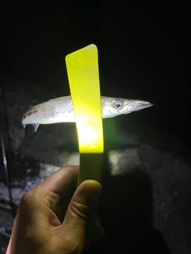 カマスの釣果