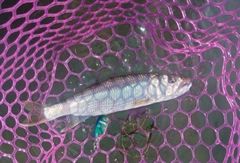 ハスの釣果