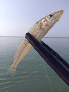 シロギスの釣果