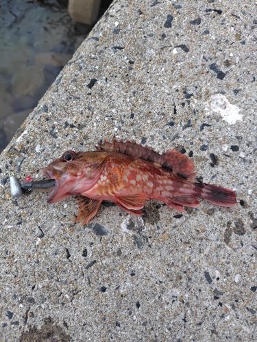 カサゴの釣果