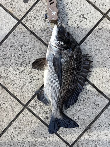 クロダイの釣果