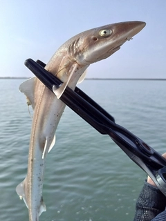 ホシザメの釣果