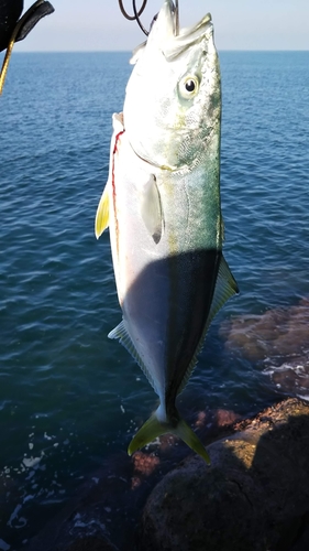 イナダの釣果