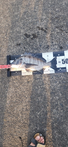 チヌの釣果