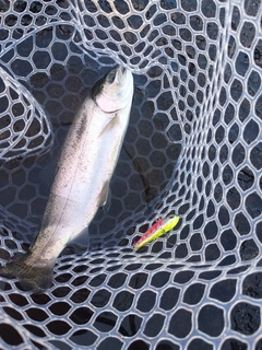 ニジマスの釣果