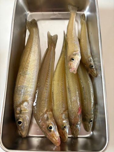 キスの釣果