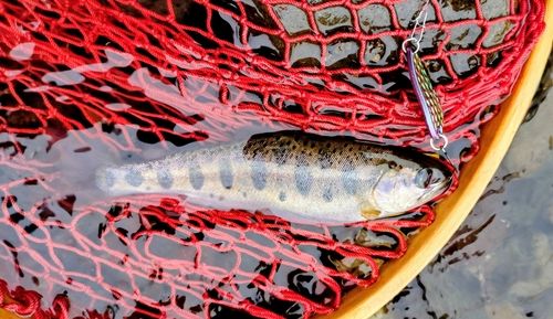 ヤマメの釣果