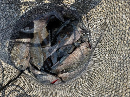 グレの釣果