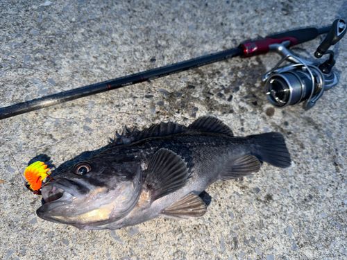 クロソイの釣果