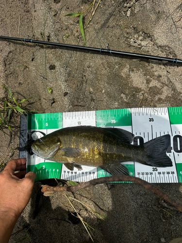 スモールマウスバスの釣果