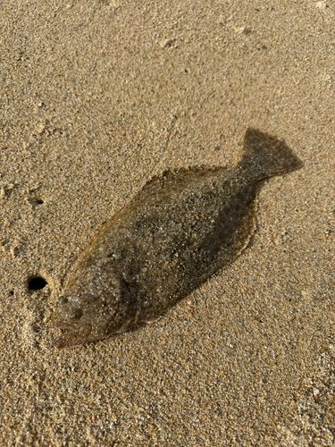 ソゲの釣果
