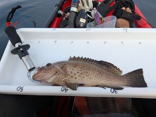 オオモンハタの釣果