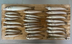 キスの釣果