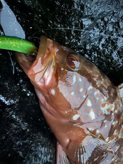アコウの釣果