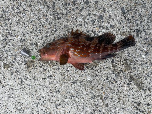 キジハタの釣果