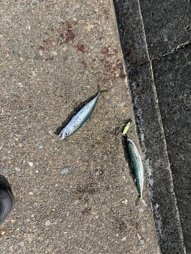 サバの釣果