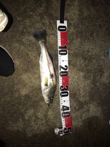 セイゴ（マルスズキ）の釣果